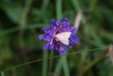 Brombeer Zuensler